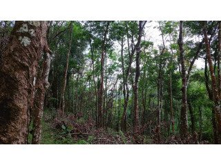 5 acres rubber land for sale in matugama