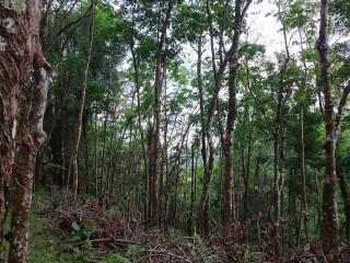 5-acres-rubber-land-for-sale-in-matugama