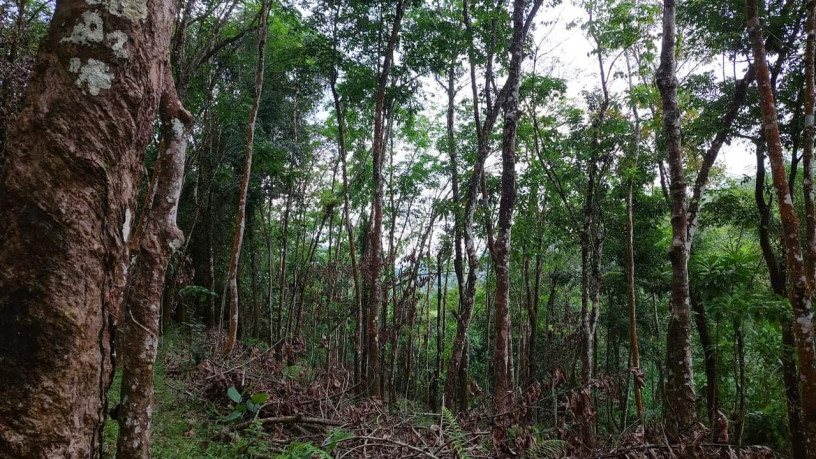 5-acres-rubber-land-for-sale-in-matugama-big-0