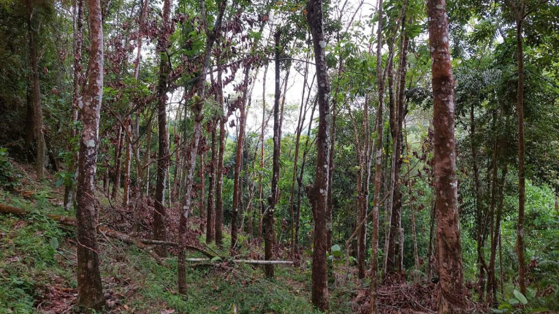 5-acres-rubber-land-for-sale-in-matugama-big-1