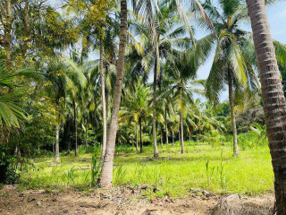 8 acres land for sale in buttala