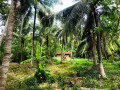 perch-120-coconut-land-for-sale-in-kuliyapitiya-small-1