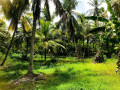 perch-120-coconut-land-for-sale-in-kuliyapitiya-small-2