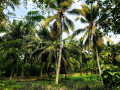 perch-120-coconut-land-for-sale-in-kuliyapitiya-small-0