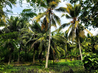 Perch 120 coconut land for sale in kuliyapitiya