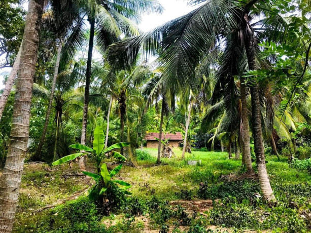 perch-120-coconut-land-for-sale-in-kuliyapitiya-big-1