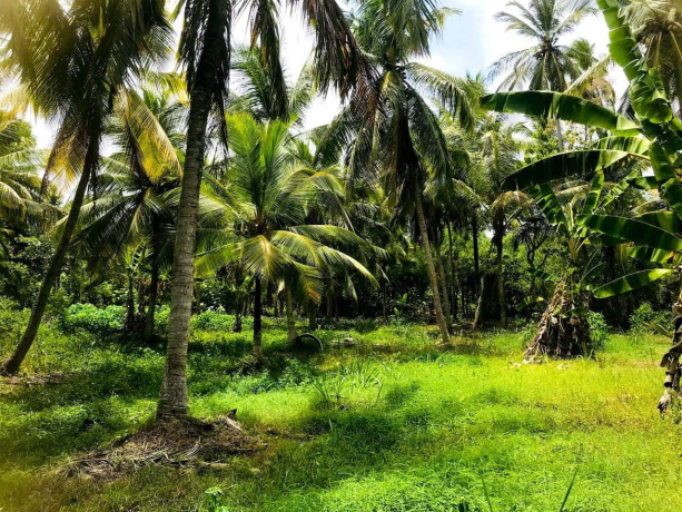 perch-120-coconut-land-for-sale-in-kuliyapitiya-big-2