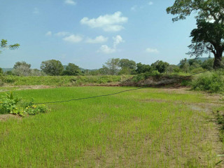 8-acres-land-for-sale-in-thanamalwila