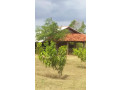6-acres-land-for-sale-in-thanamalwila-small-3