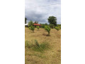 6-acres-land-for-sale-in-thanamalwila-small-0