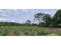 11-acres-land-for-sale-in-horana-small-4