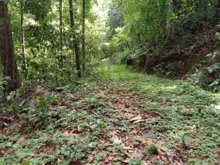 100 acres land for sale in kalawana