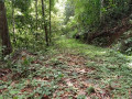 100-acres-land-for-sale-in-kalawana-small-0