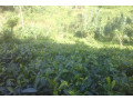 3-acre-tea-land-with-house-for-sale-in-kahawatta-small-0