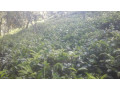 3-acre-tea-land-with-house-for-sale-in-kahawatta-small-4