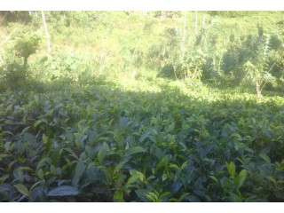 3 acre tea land with house for sale in kahawatta