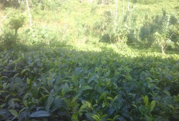 3-acre-tea-land-with-house-for-sale-in-kahawatta-big-0