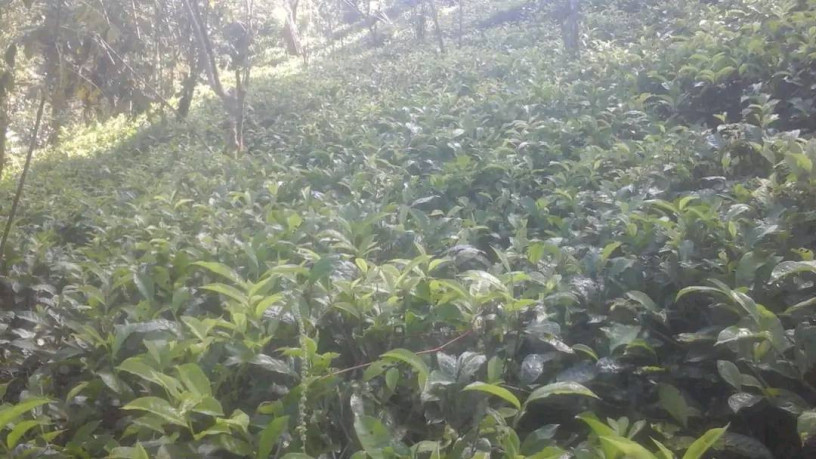 3-acre-tea-land-with-house-for-sale-in-kahawatta-big-4