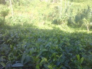 3-acre-tea-land-with-house-for-sale-in-kahawatta