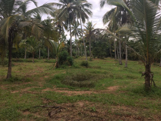 coconut-land-for-sale-in-kurunegala