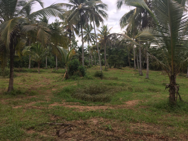 coconut-land-for-sale-in-kurunegala-big-0