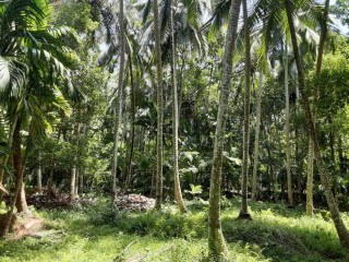 50 acres land for sale in matale