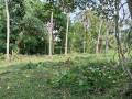 perch-40-land-for-sale-in-anuradapura-small-3