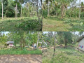 perch-40-land-for-sale-in-anuradapura-small-0