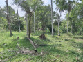 perch-40-land-for-sale-in-anuradapura-small-4