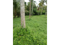 coconut-land-for-sale-in-katana-small-2