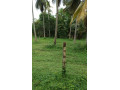 coconut-land-for-sale-in-katana-small-4