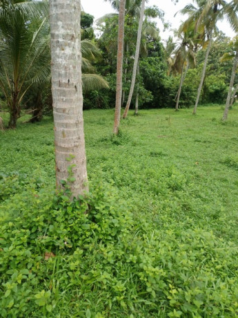 coconut-land-for-sale-in-katana-big-2