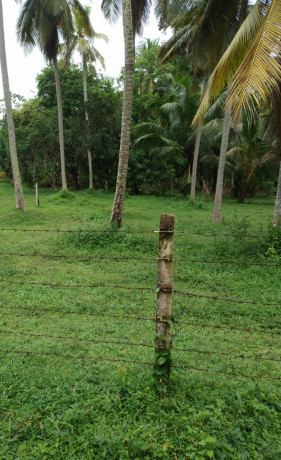 coconut-land-for-sale-in-katana-big-4