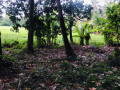 40-perch-land-for-sale-in-anuradapura-small-2