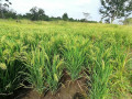 55-acres-paddy-land-for-sale-in-anuradapura-small-3