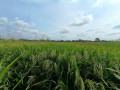 55-acres-paddy-land-for-sale-in-anuradapura-small-2