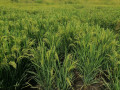 55-acres-paddy-land-for-sale-in-anuradapura-small-1