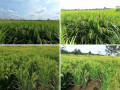 55-acres-paddy-land-for-sale-in-anuradapura-small-0