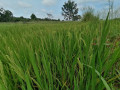 55-acres-paddy-land-for-sale-in-anuradapura-small-4