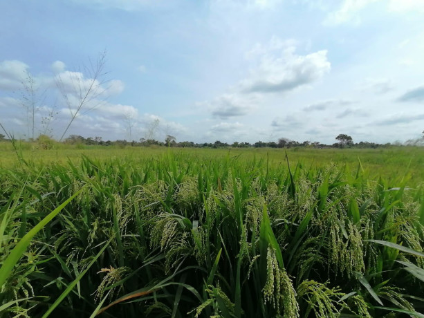 55-acres-paddy-land-for-sale-in-anuradapura-big-2