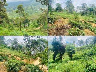 1-acres-tea-land-for-sale-in-bandarawela