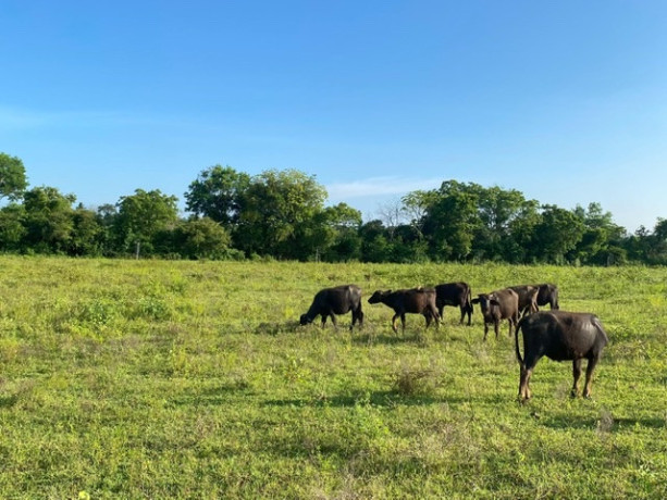 31-acres-land-for-sale-in-mattala-big-1