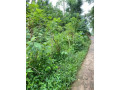 perch-40-land-for-sale-in-bulathsinhala-small-2