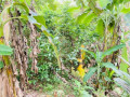 perch-40-land-for-sale-in-bulathsinhala-small-0