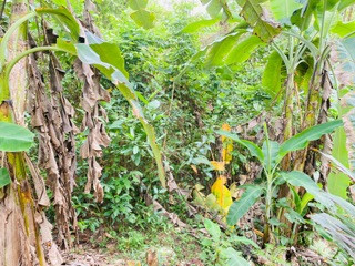 perch-40-land-for-sale-in-bulathsinhala