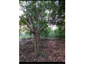 perch-41-land-for-sale-in-tangalle-small-2