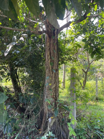 perch-87-land-for-sale-in-kurunegala-big-4