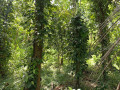 perch-160-land-for-sale-in-middeniya-small-1
