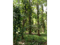 perch-160-land-for-sale-in-middeniya-small-2