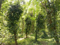 perch-160-land-for-sale-in-middeniya-small-0